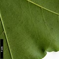 SpeciesSub: subsp. macropterum SpeciesSub: subsp. macropterum